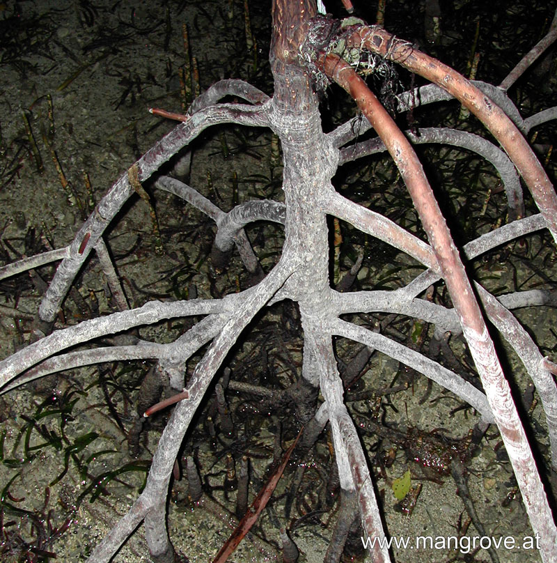 Rhizophora mucronata stilt roots